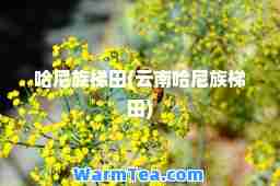 哈尼族梯田(云南哈尼族梯田)