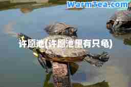 许愿池(许愿池里有只龟)