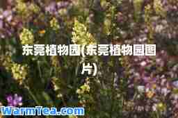 东莞植物园(东莞植物园图片)