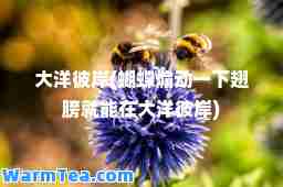 大洋彼岸(蝴蝶煽动一下翅膀就能在大洋彼岸)
