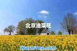 北京油菜花