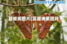 夏威夷图片(夏威夷果图片)