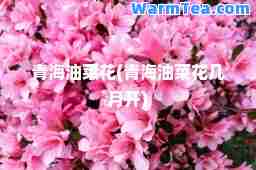 青海油菜花(青海油菜花几月开)