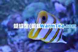 蝴蝶馆(蝴蝶馆的英语)