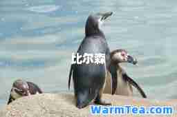 比尔森