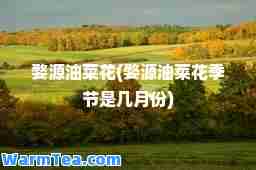 婺源油菜花(婺源油菜花季节是几月份)