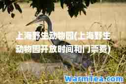 上海野生动物园(上海野生动物园开放时间和门票费)