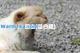 蓝白(蓝白猫)