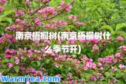 南京梧桐树(南京梧桐树什么季节开)