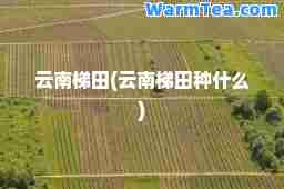 云南梯田(云南梯田种什么)