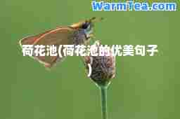 荷花池(荷花池的优美句子)