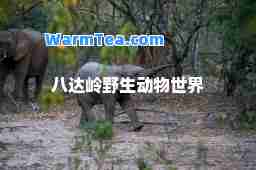 八达岭野生动物世界