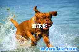 波尔多