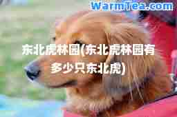 东北虎林园(东北虎林园有多少只东北虎)