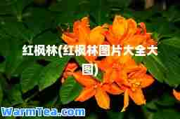 红枫林(红枫林图片大全大图)