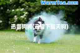 迅雷狗狗(迅雷下载天狗)