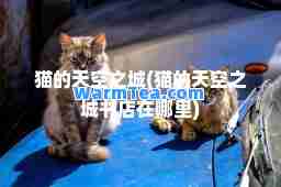 猫的天空之城(猫的天空之城书店在哪里)