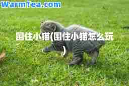 围住小猫(围住小猫怎么玩)