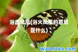 浴血凤凰(浴火凤凰的意思是什么) 浴血凤凰(浴火凤凰的意思是什么)