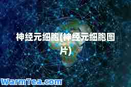 经元细胞(经元细胞图片)