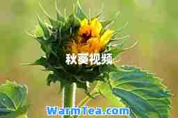 秋葵视频