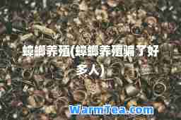 蟑螂养殖(蟑螂养殖骗了好多人)