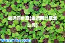 幸运四叶草(幸运四叶草怎么养)
