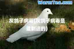 灰鸽子病毒(灰鸽子病毒是谁制造的)