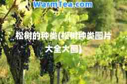 松树的种类(松树种类图片大全大图)