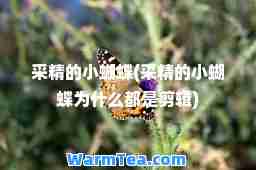 采精的小蝴蝶(采精的小蝴蝶为什么都是剪辑)