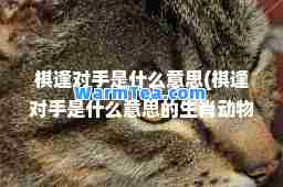 棋逢对手是什么意思(棋逢对手是什么意思的生肖动物)