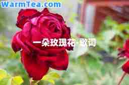 一朵玫瑰花-歌词