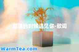 最美的时候遇见你-歌词