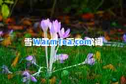雪地里的小画家-歌词