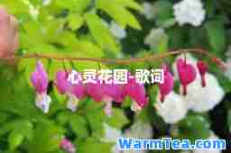 心灵花园-歌词