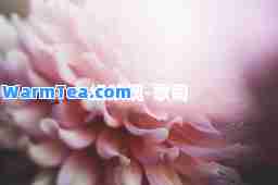 纸玫瑰-歌词 纸玫瑰-歌词