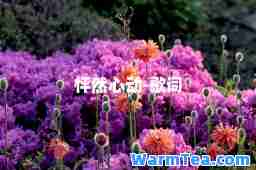 怦然心动-歌词