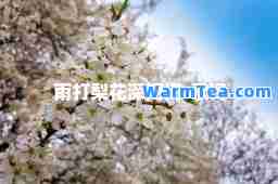 雨打梨花深闭门-歌词