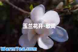 玉兰花开-歌词