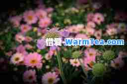 惜爱-歌词