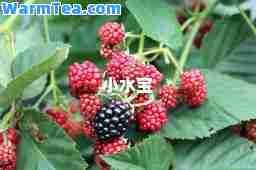 小水宝