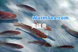 失魂鱼