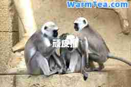 顽皮猴