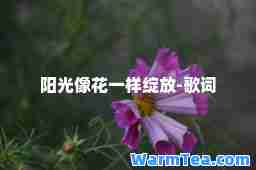 阳光像花一样绽放-歌词