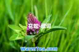 花蛇-歌词