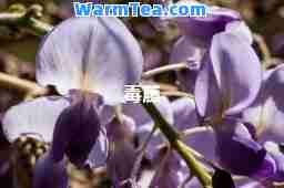 毒藤