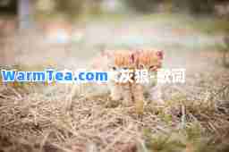 小白兔与大灰狼-歌词