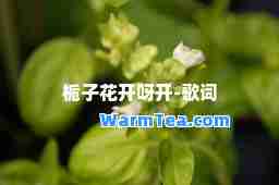 栀子花开呀开-歌词
