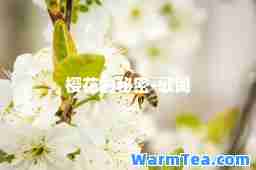 樱花的秘密-歌词