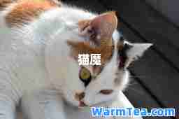 猫魔